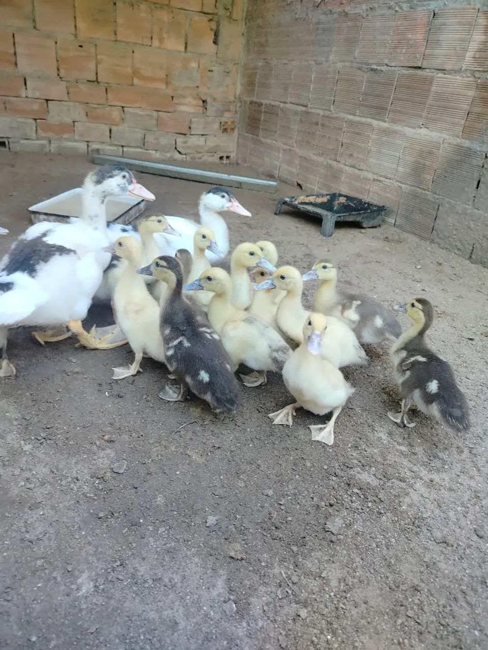 Patos - Foto 4