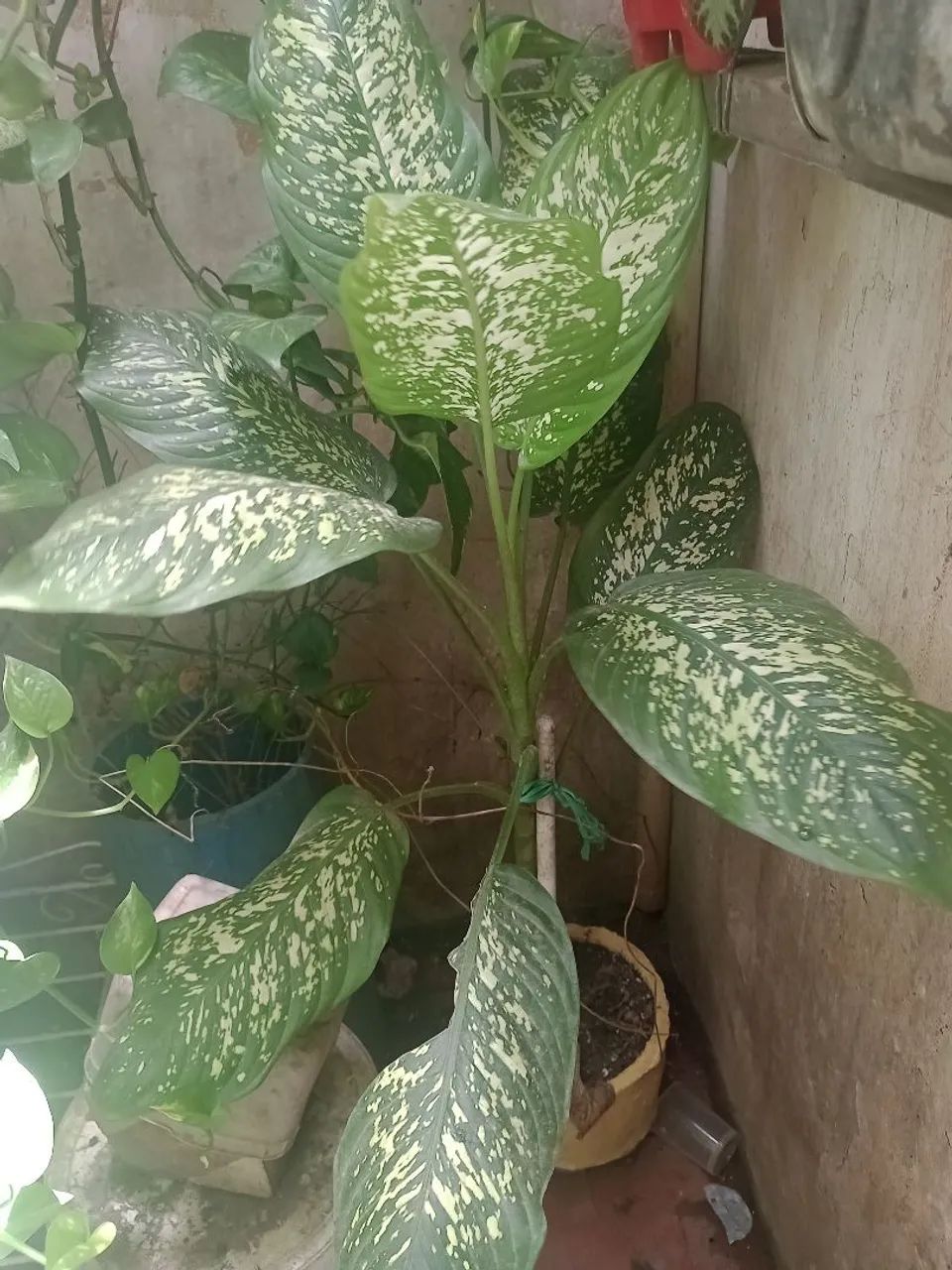 PLANTA 