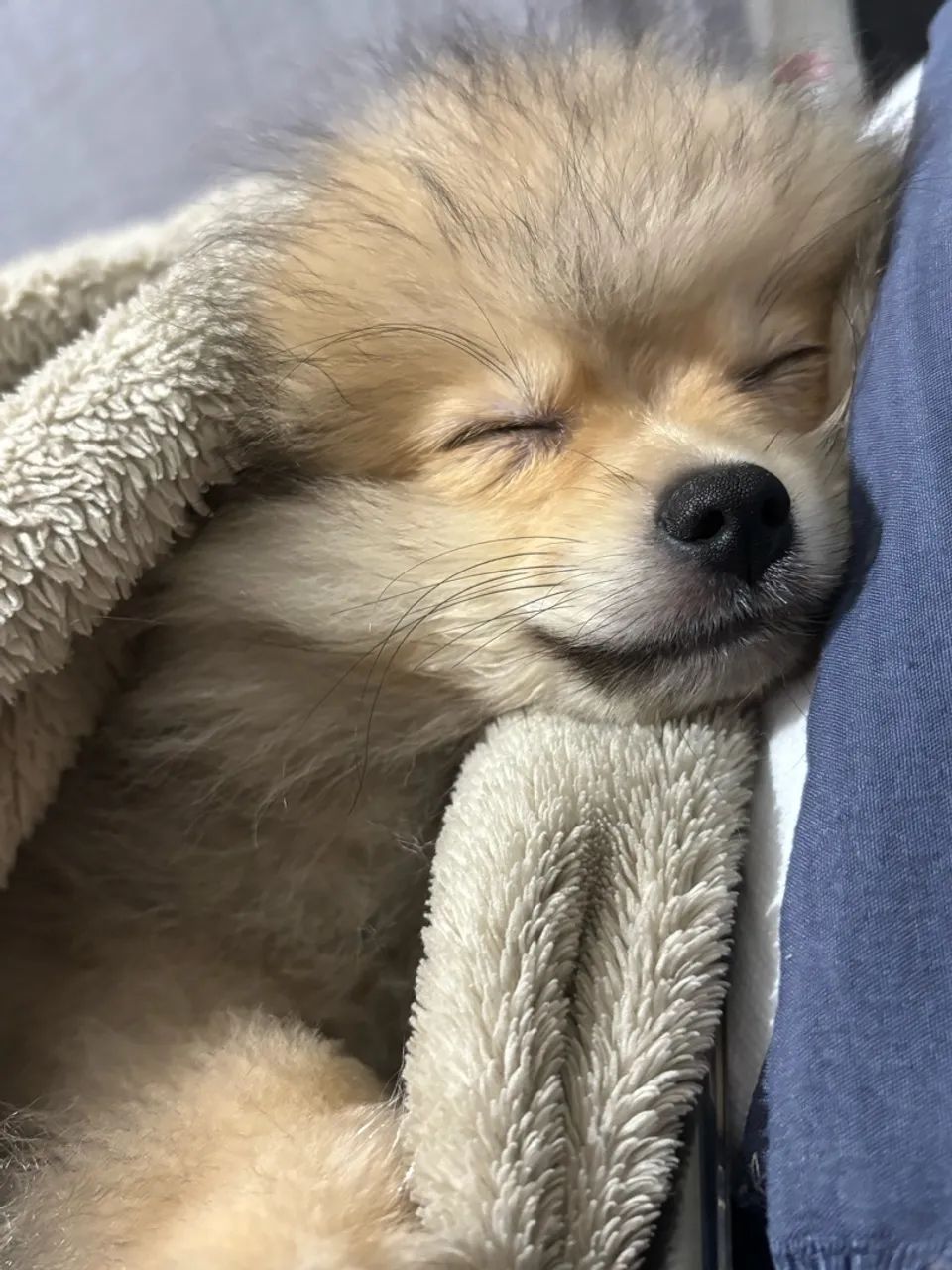 Cachorro  - Foto 3