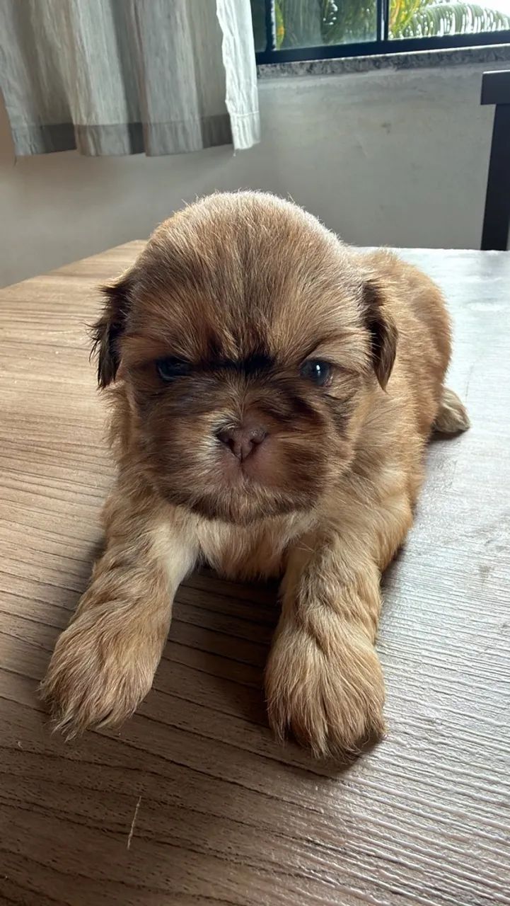 Shihtzu macho 