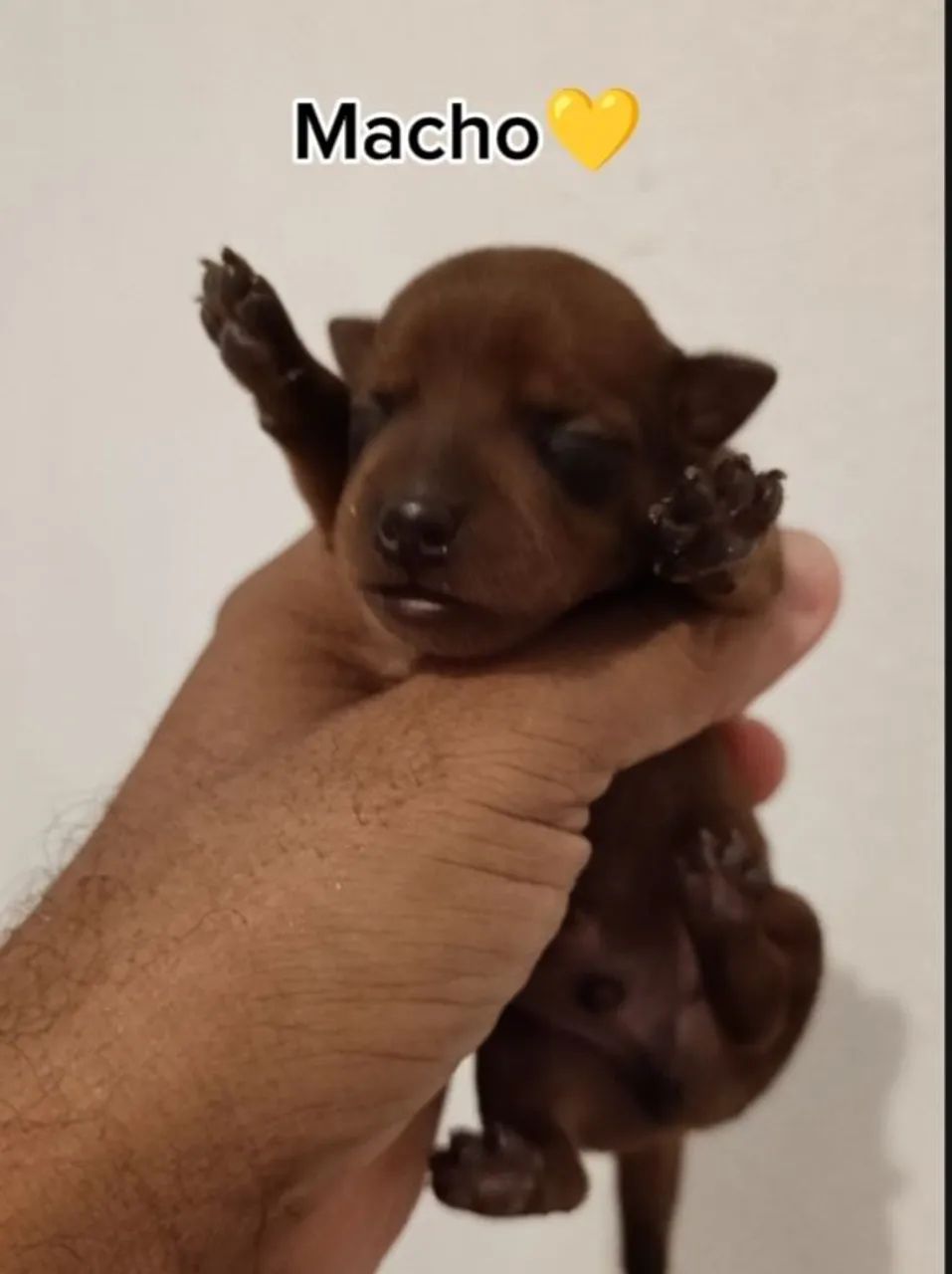 Pinscher miniaturas - Foto 3