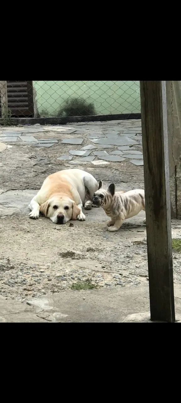Labrador pra cruzar