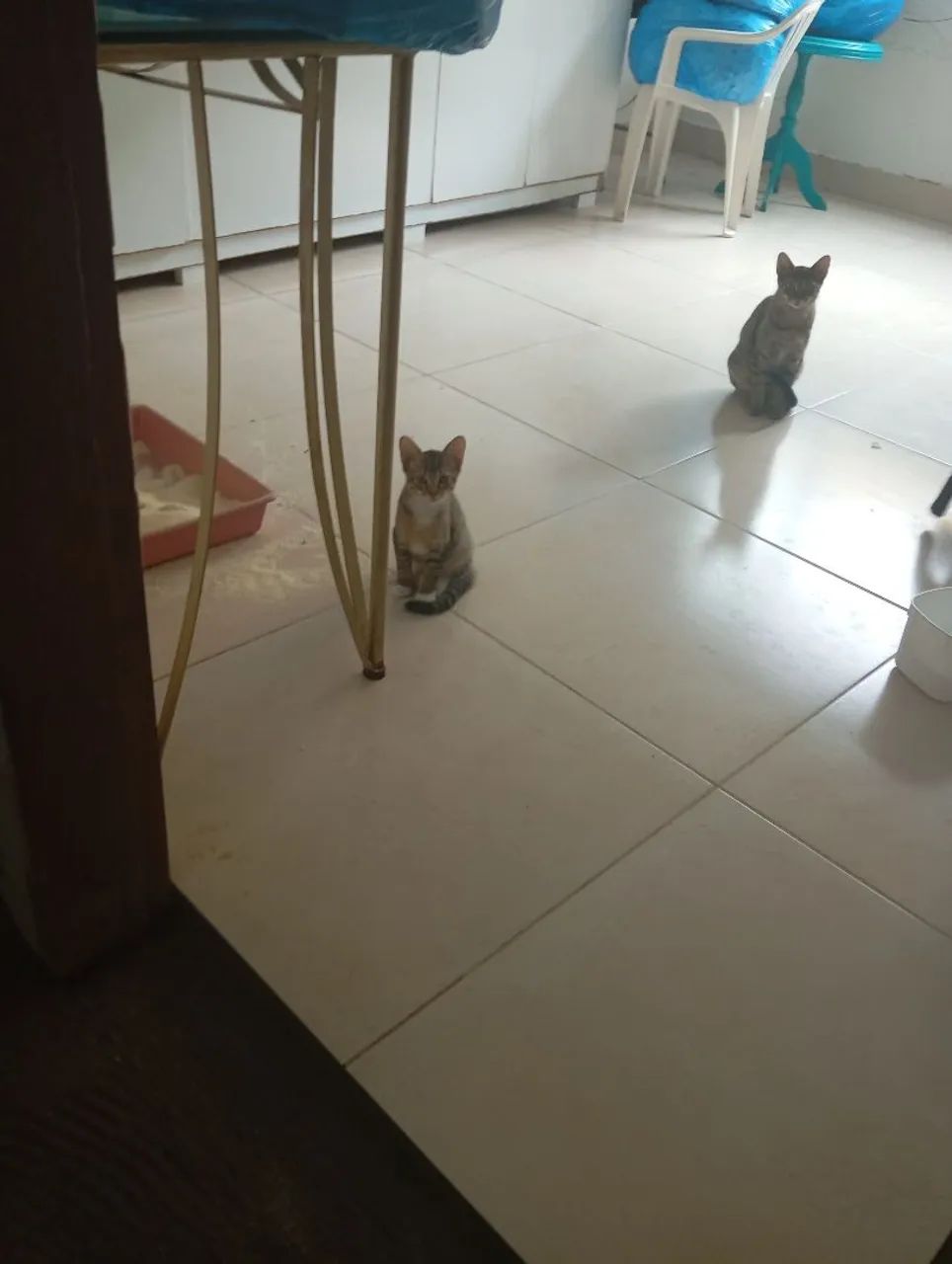 Gato para adoção  - Foto 4