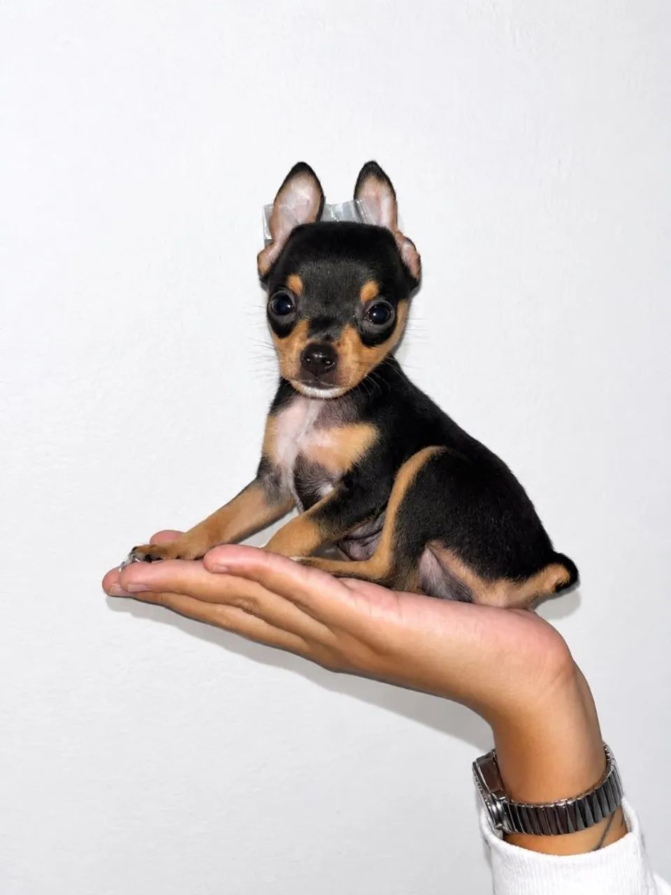 Pinscher zerinho 