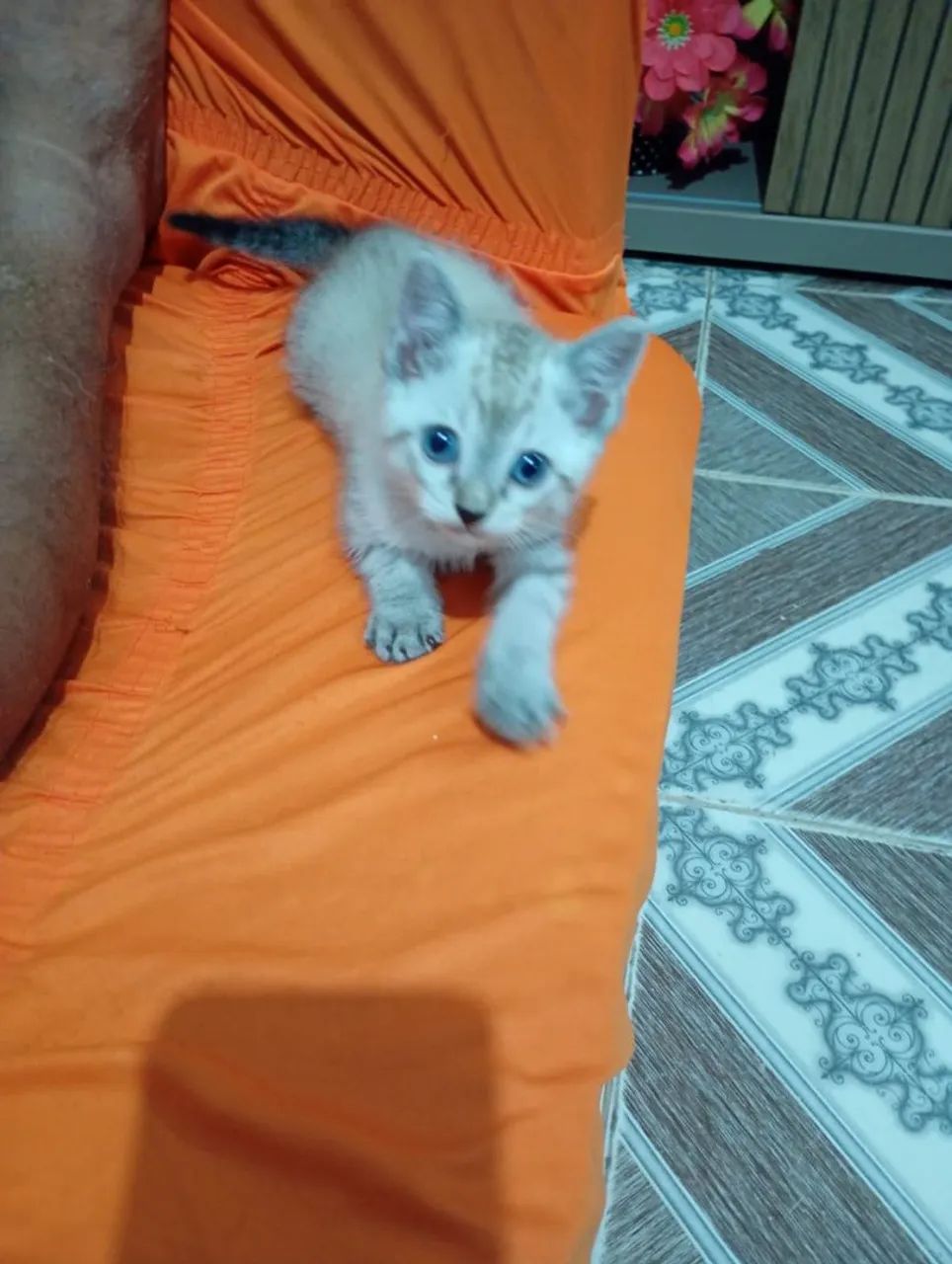 Gato Adoção.