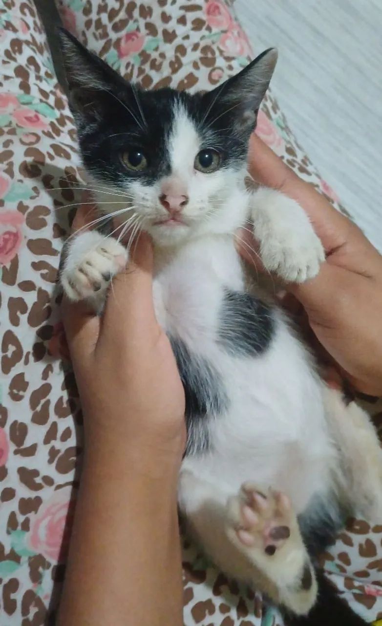 Doação de Gatinhos. - Foto 2
