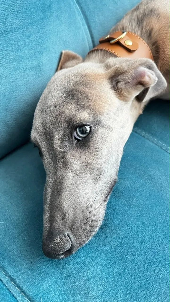 Whippet  - Foto 5