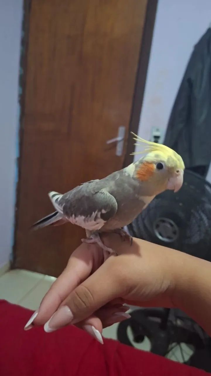 Vende-se  - Foto 3