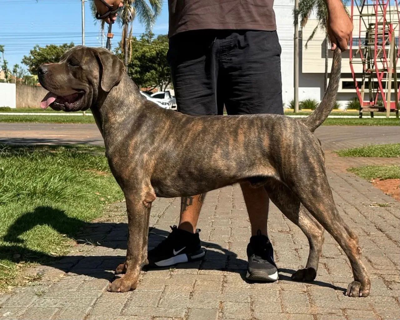 CANE CORSO ITALIANO - Foto 4