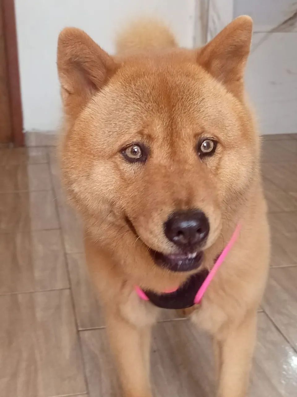 Doa-se Chow-chow  - Foto 3