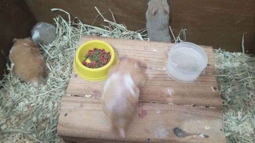 hamster sirio - Foto 2