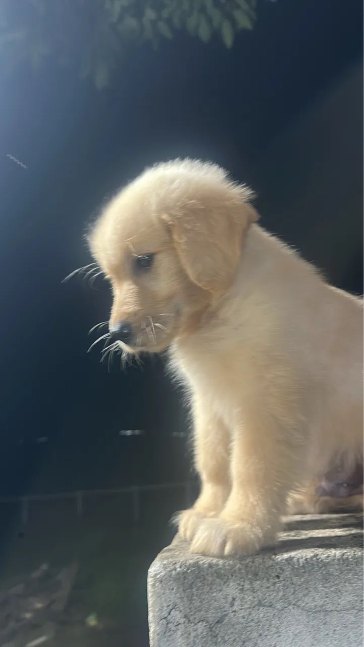 Golden Retriever  - Foto 2