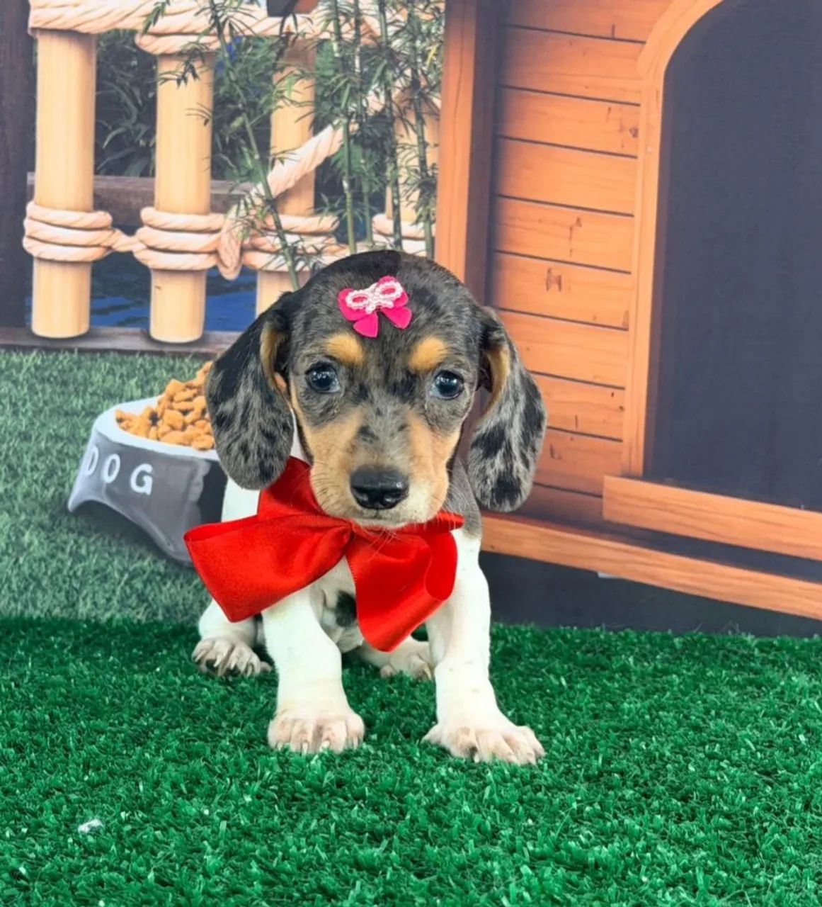 Dachshund  ( salsichinha) - Foto 2