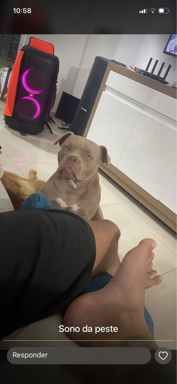 american bully  - Foto 5