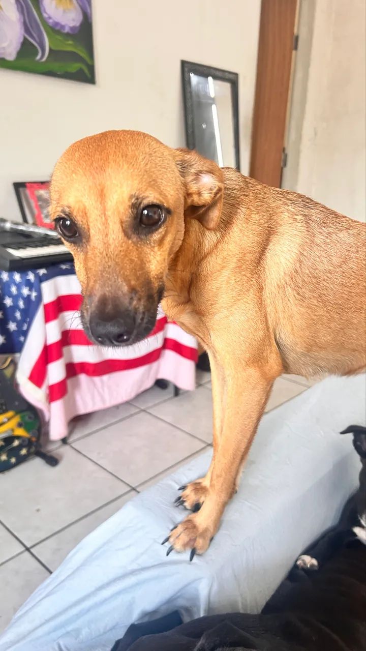 Doação cadela vacinada 