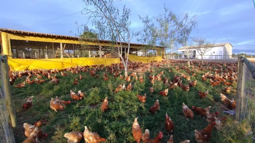 GRANJA + AGROINDÚSTRIA DE OVOS À VENDA | OPERAÇÃO EM FUNCIONAMENTO | RIBEIRÓPOLIS/SE - Foto 4
