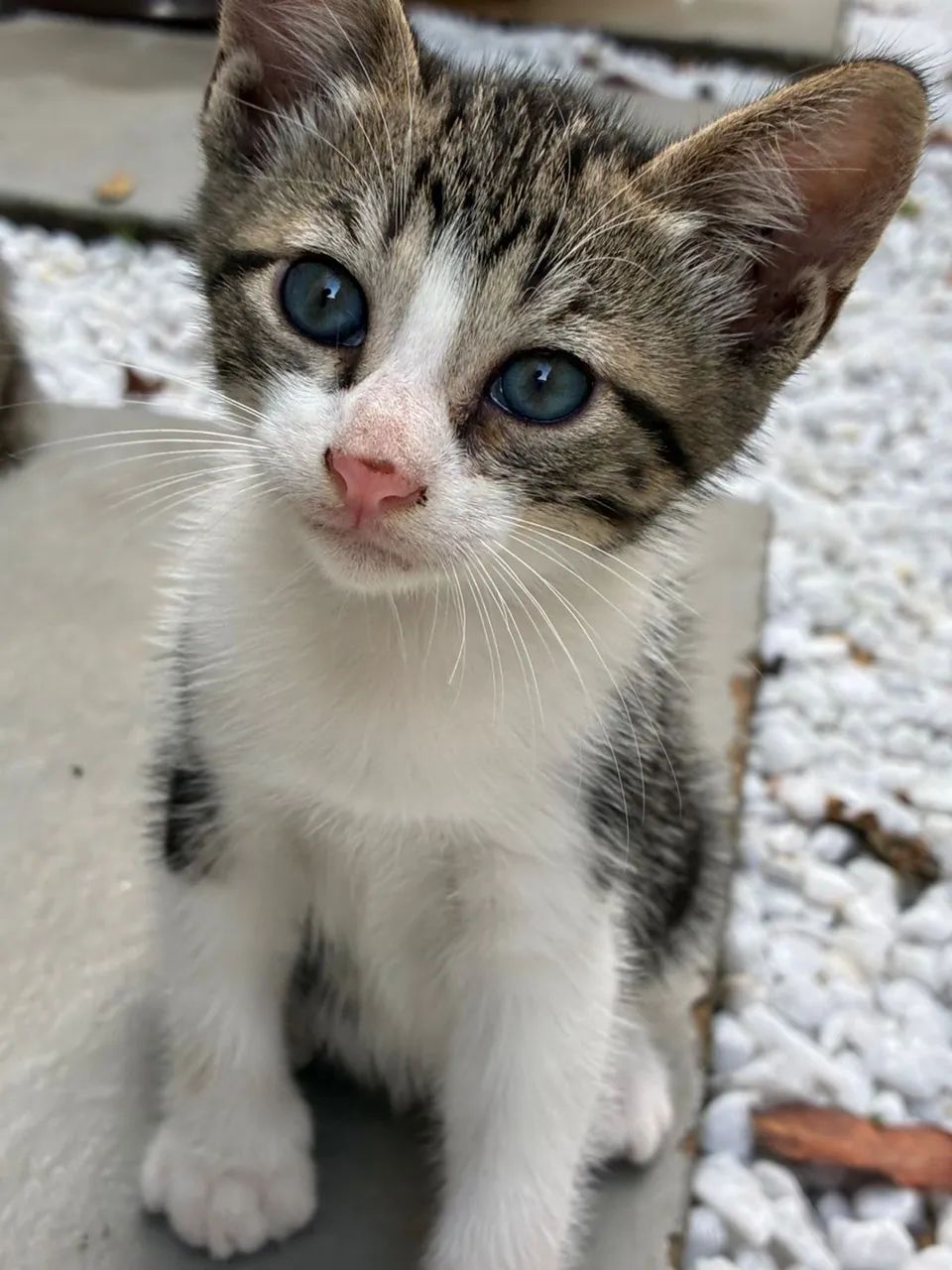 Gatinhos - Foto 2
