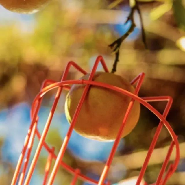 Colhedor de Frutas - Foto 2