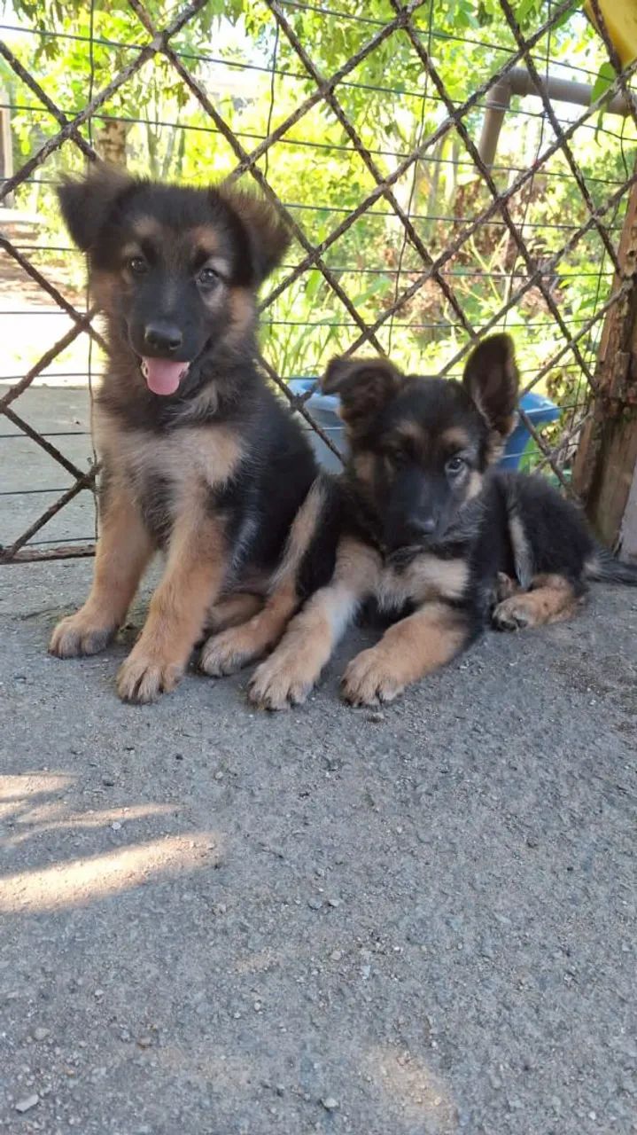 Filhotes de Pastor Alemão para venda IMEDIATA!