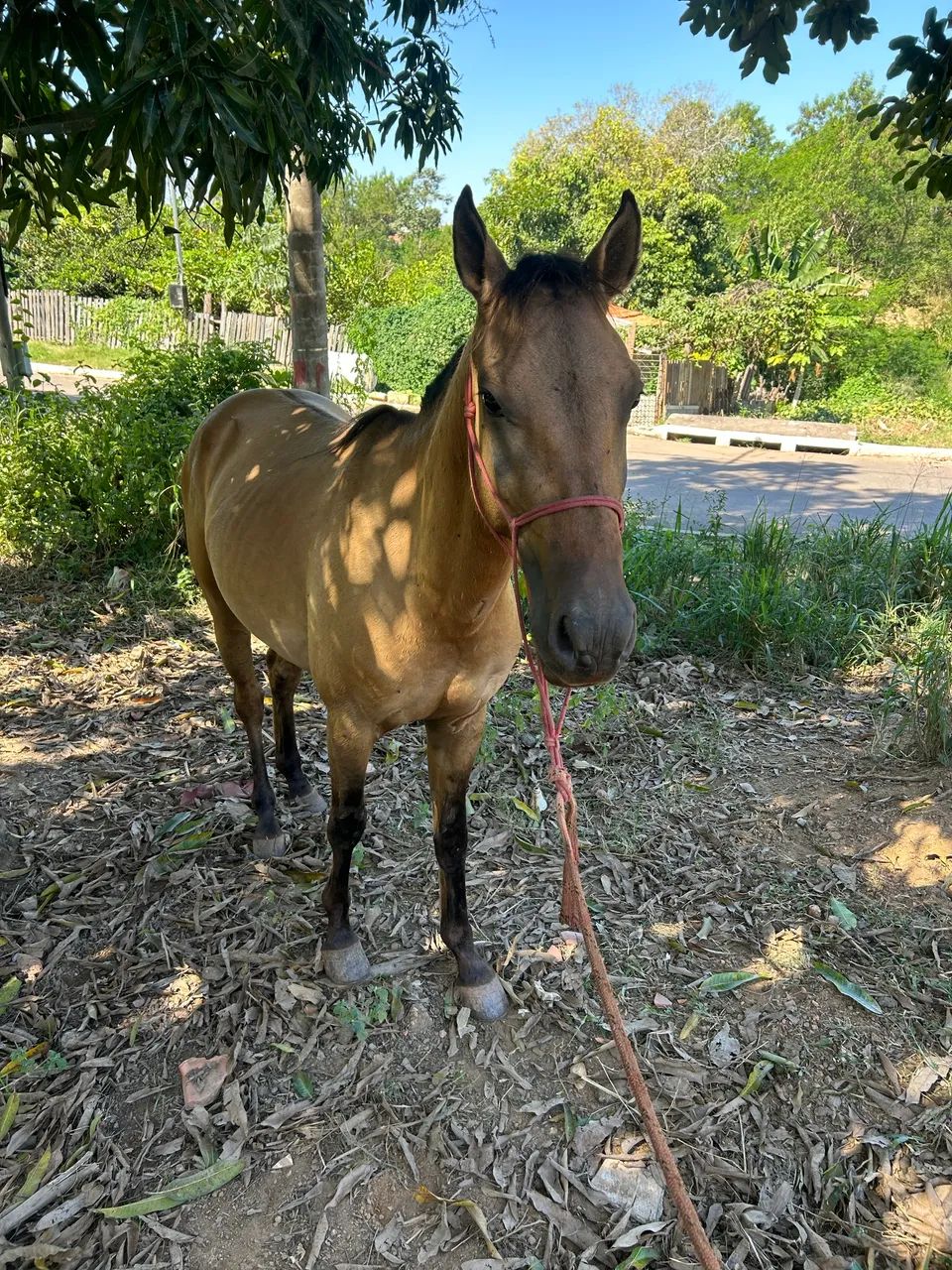Vendo cavalo  - Foto 2