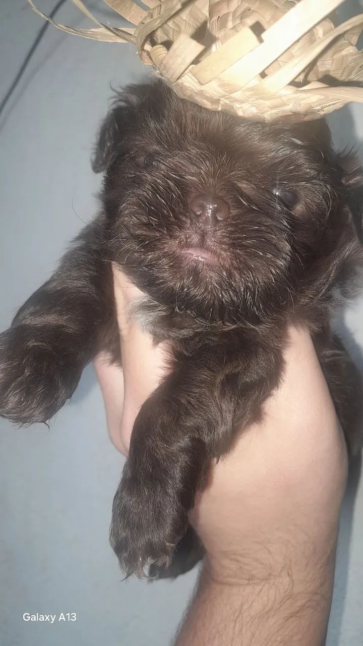 Shi tzu macho 