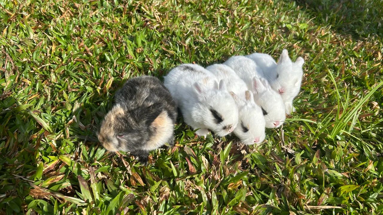 Coelhos Mini loop - filhotes lindos - Foto 2
