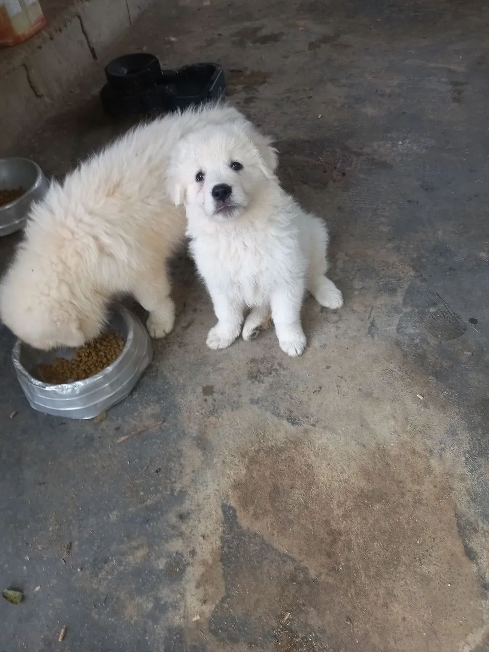 Cachorro Pastor Maremano  - Foto 3