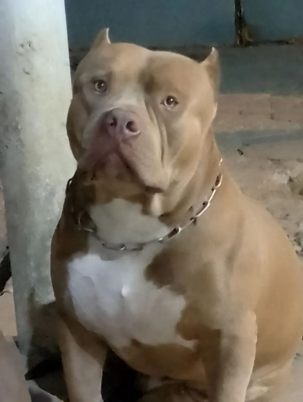 Pit Monster (brasilian Bull) - Foto 6