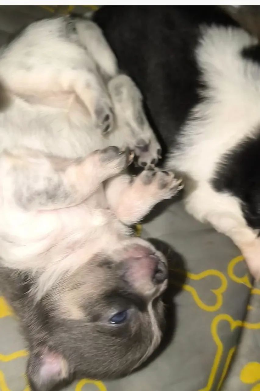 Chihuahuas - Foto 3