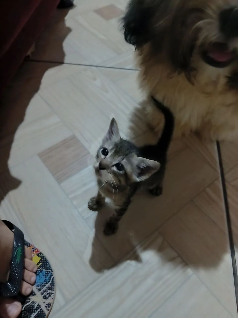 Gatinho pra adoção  - Foto 3