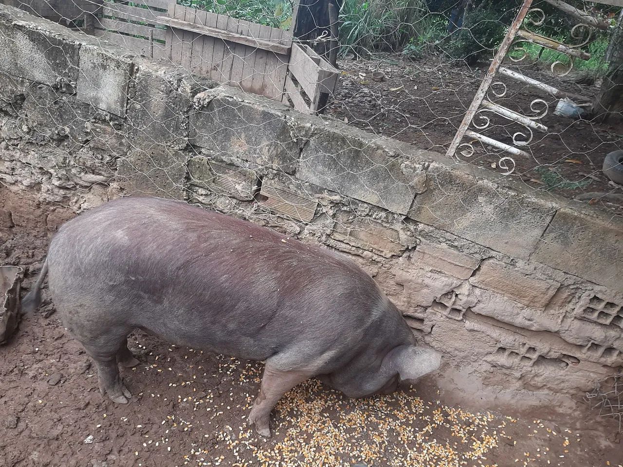 Vende-se um pouco caipira  - Foto 2