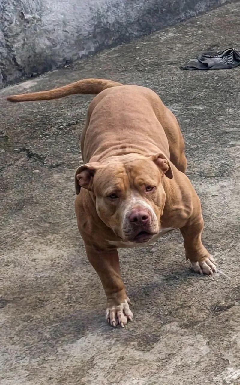 Cachorra Pitbull 