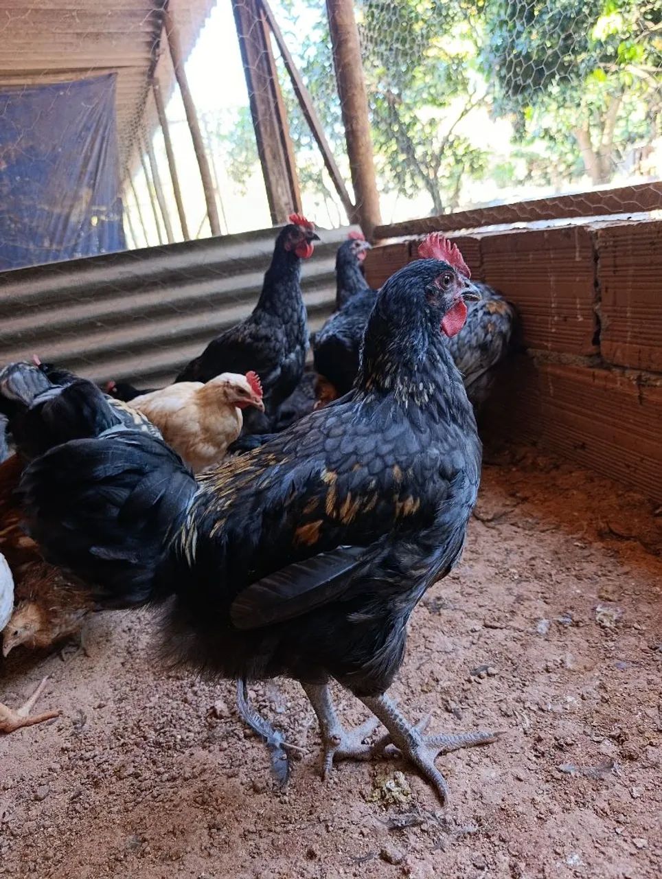 Galos e galarotes 
