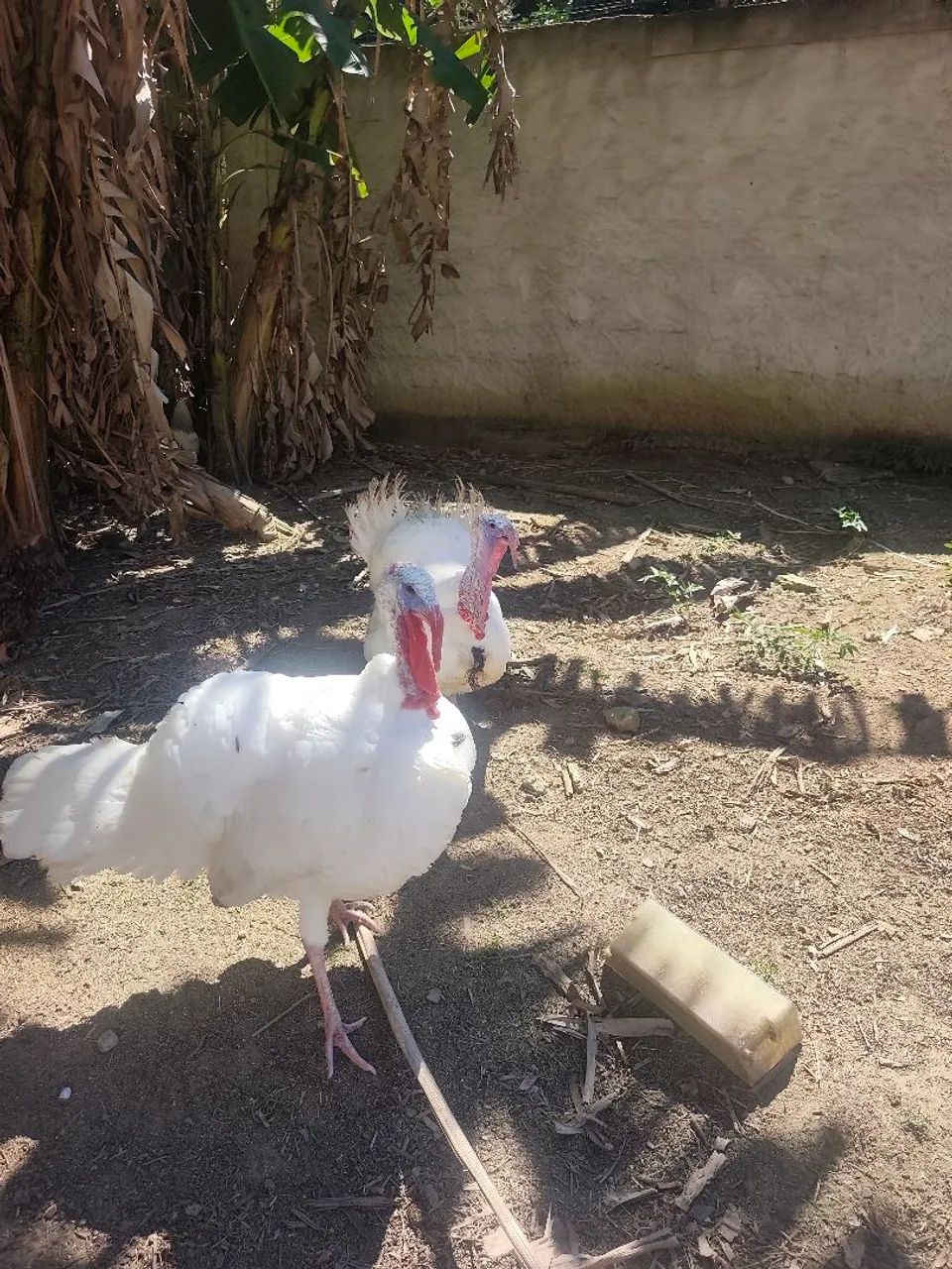 Peru branco