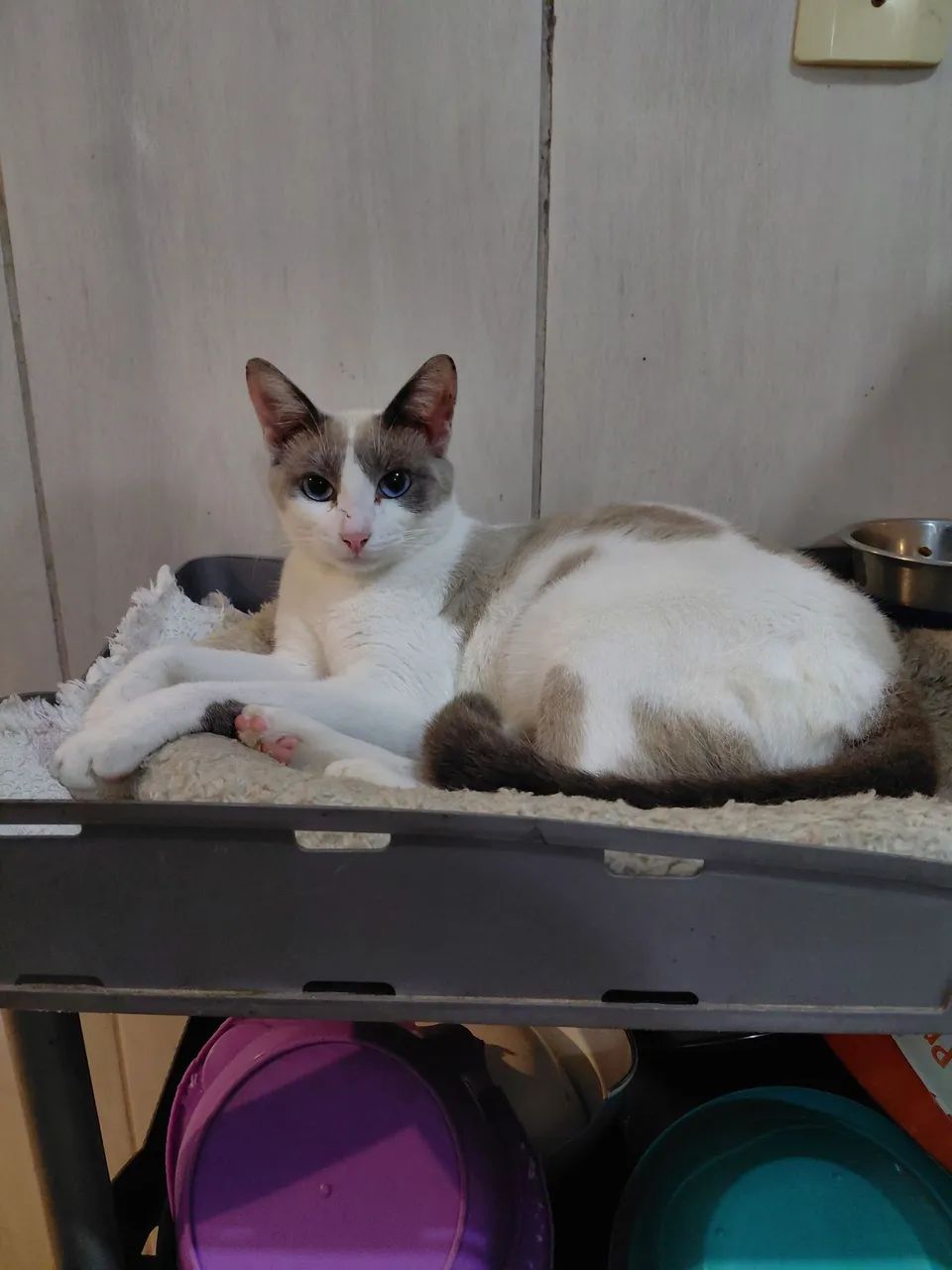 gatinha para doação  - Foto 2