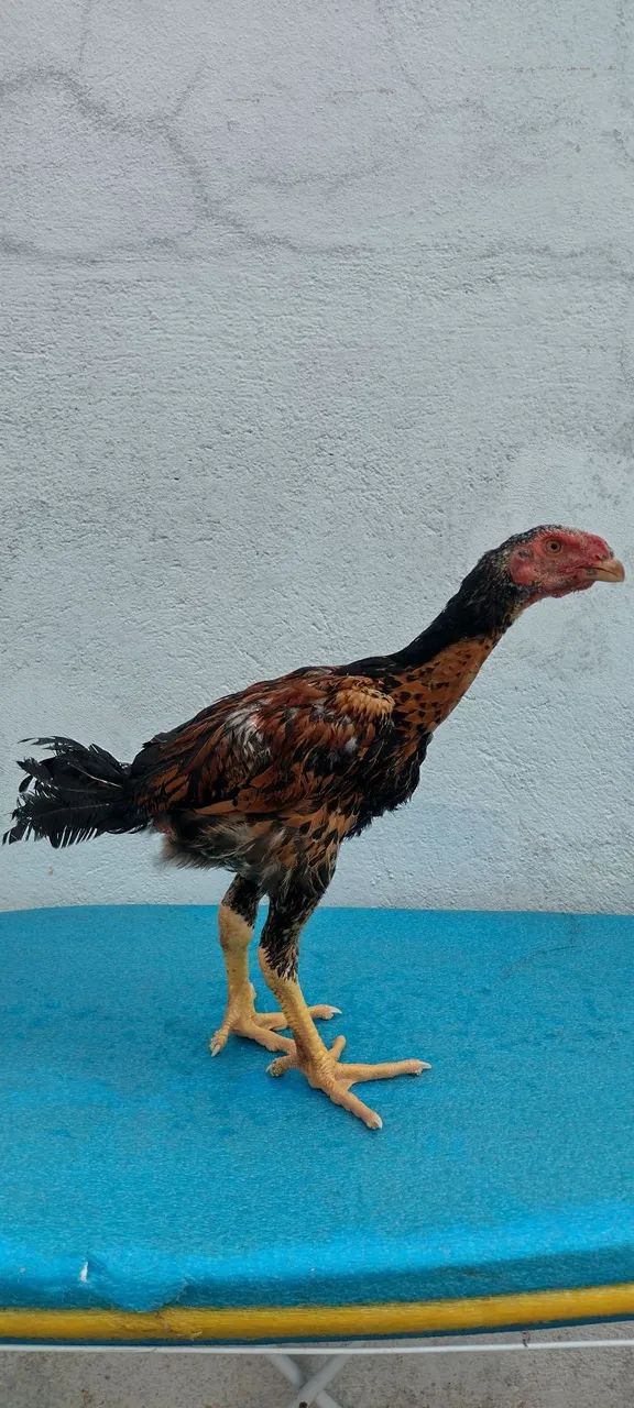 Frangos de índio shamo e índio gigante  - Foto 2