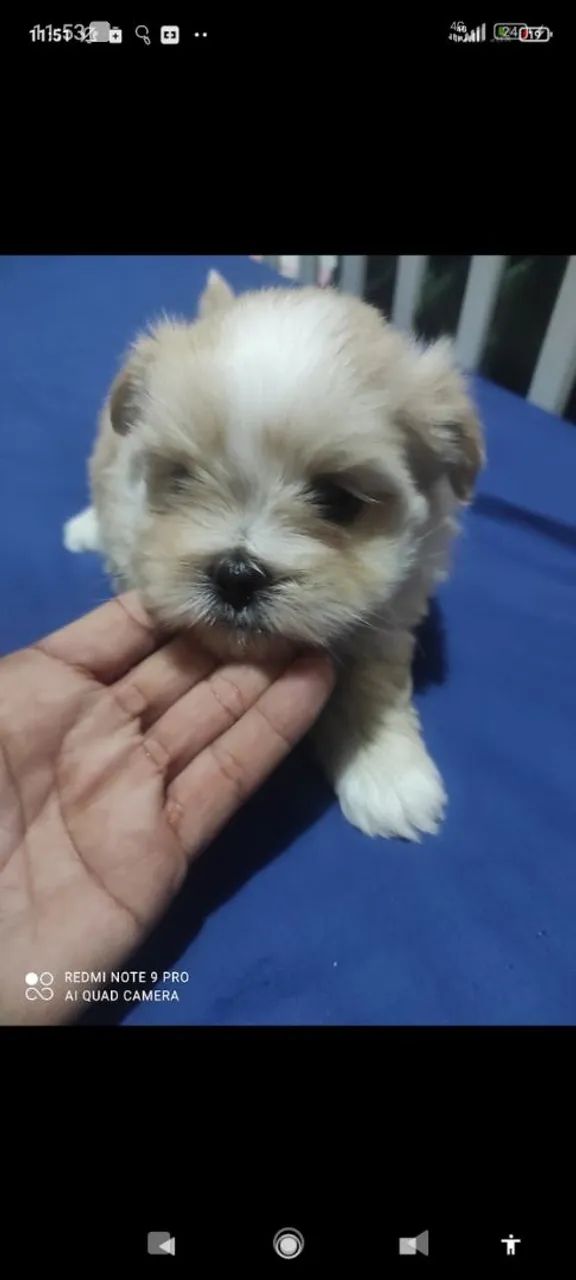 Filhotes Lhasa puro - Foto 2