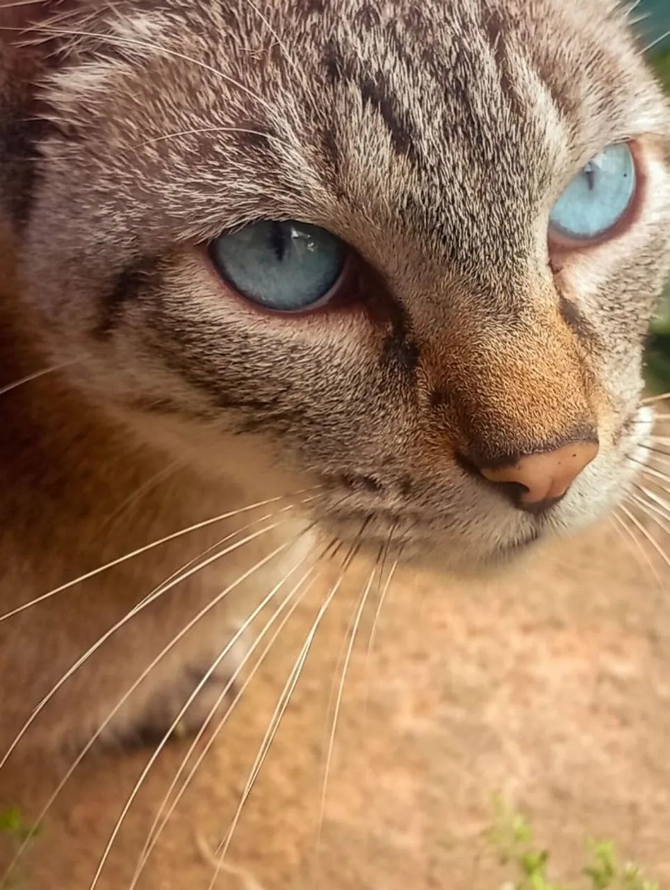 gato macho 