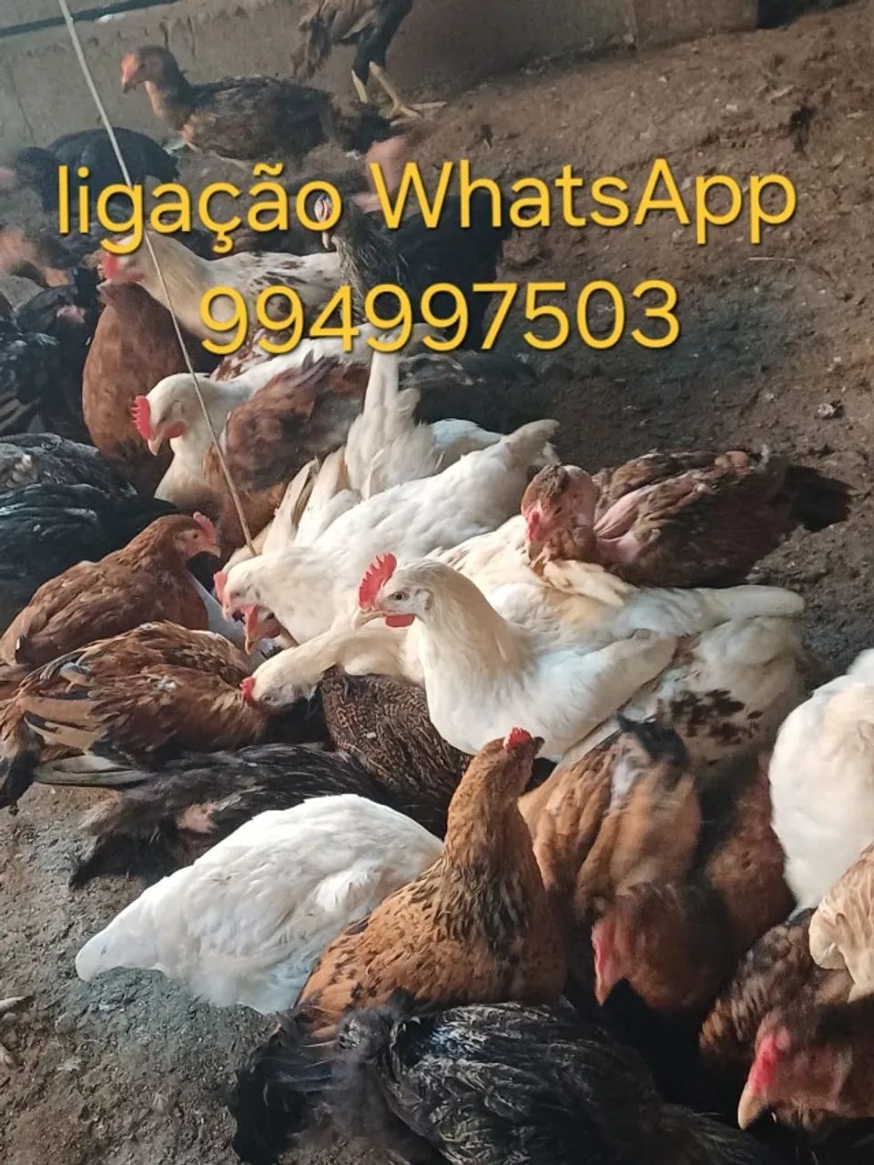 Galinha raciadas  - Foto 2