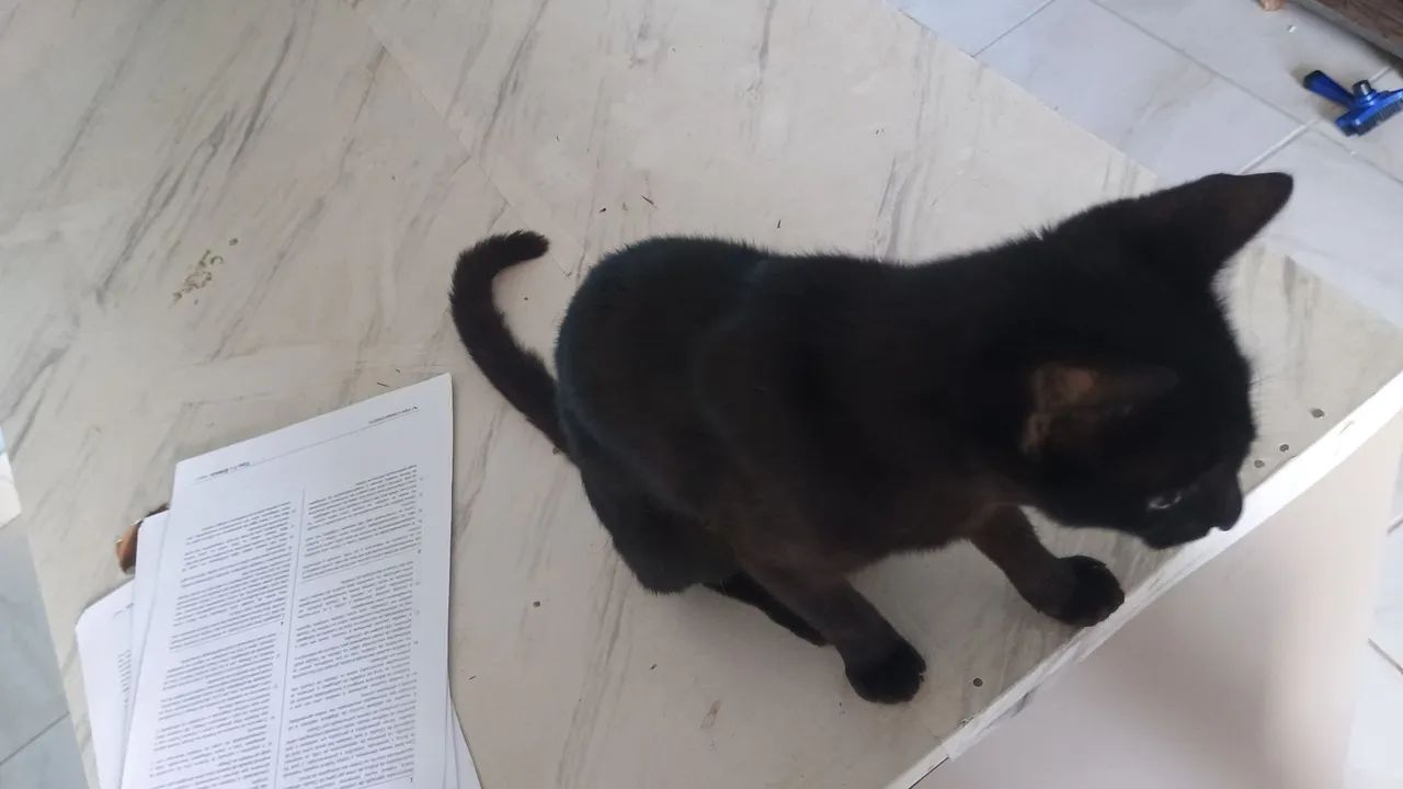 Gato para doação  - Foto 4