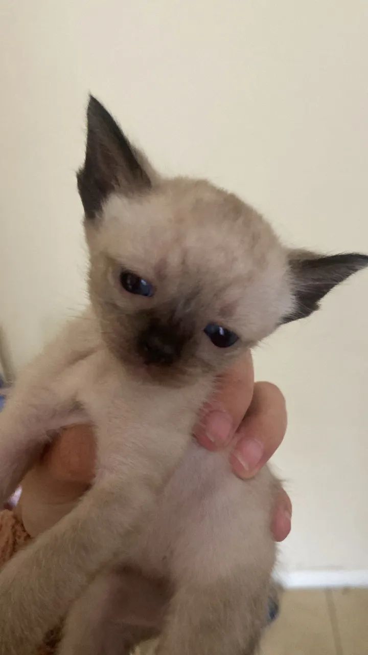 Adoção responsável de pequenos gatinhos - Foto 3