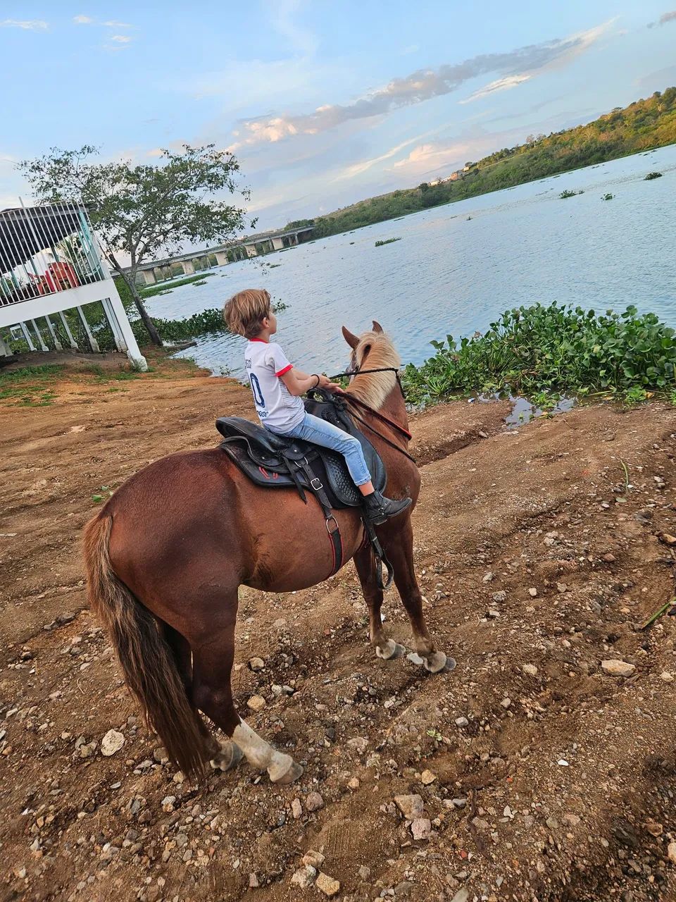 Cavalo  - Foto 3