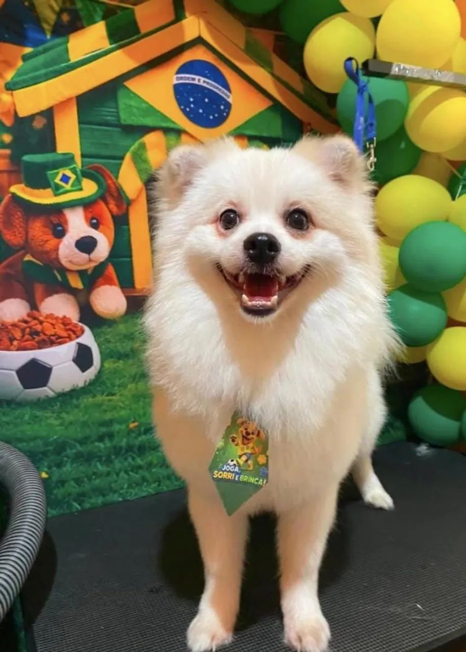 Spitz alemão branco 