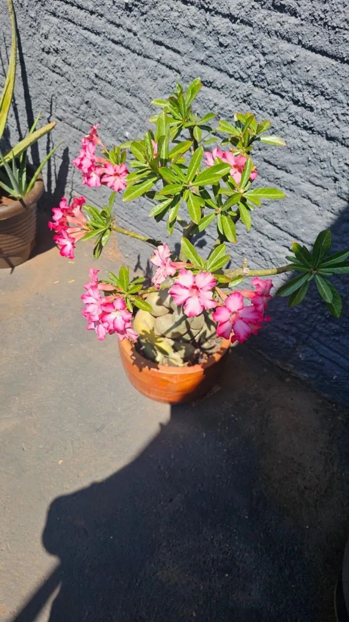 Rosa do Deserto - Foto 3