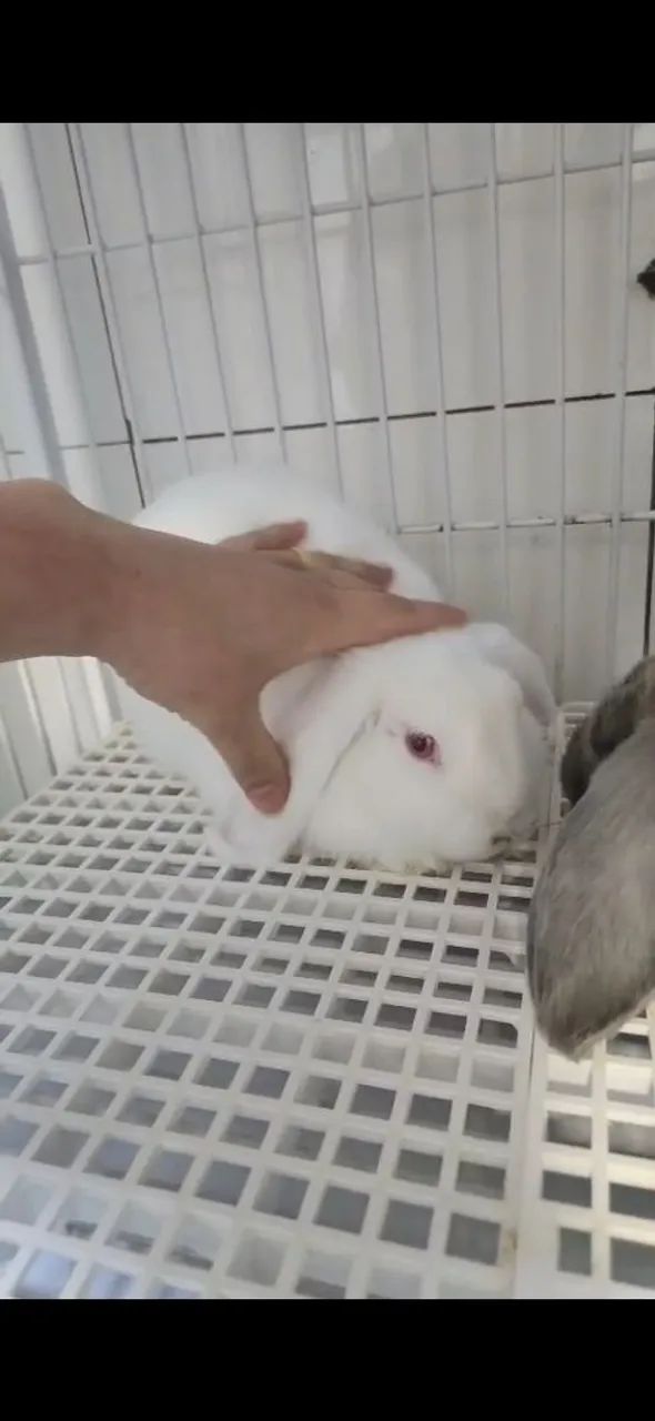 Mini lop