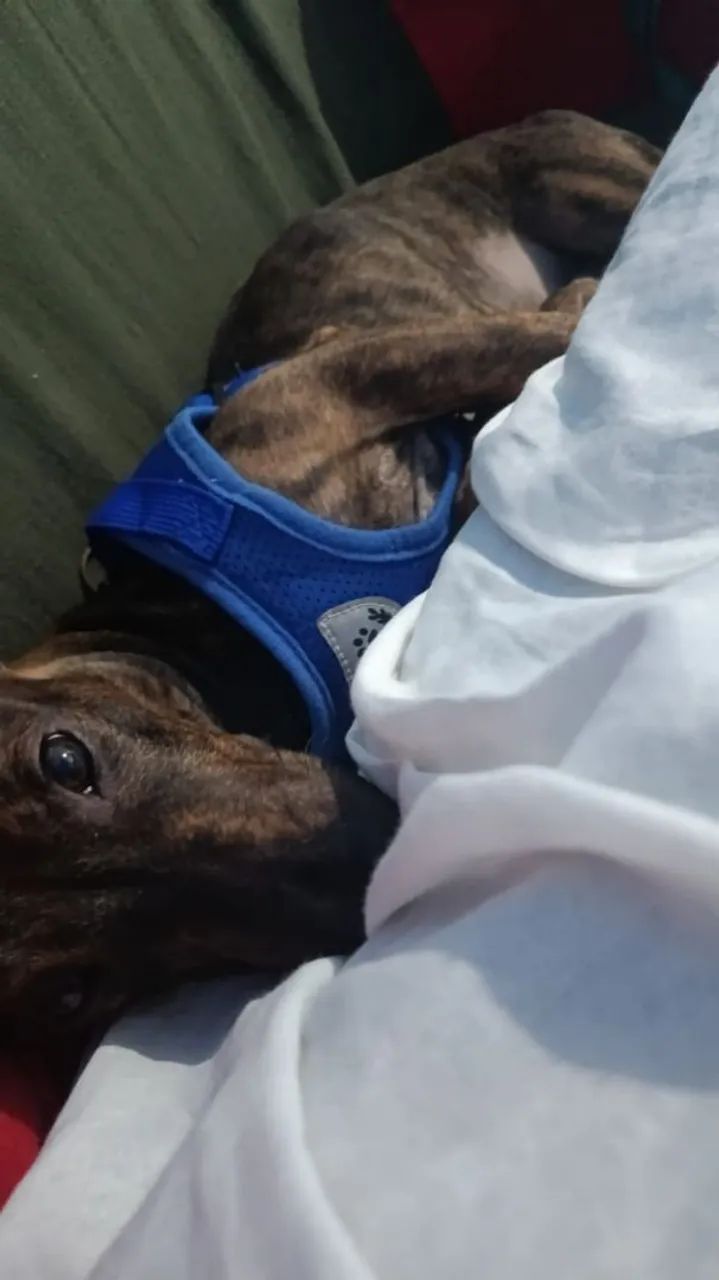 Doando cachorro salcicha - Foto 2