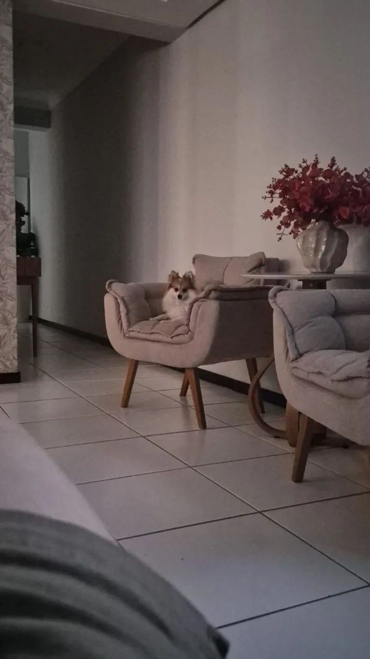 Lulu da Palmerania para Cobertura  - Foto 5