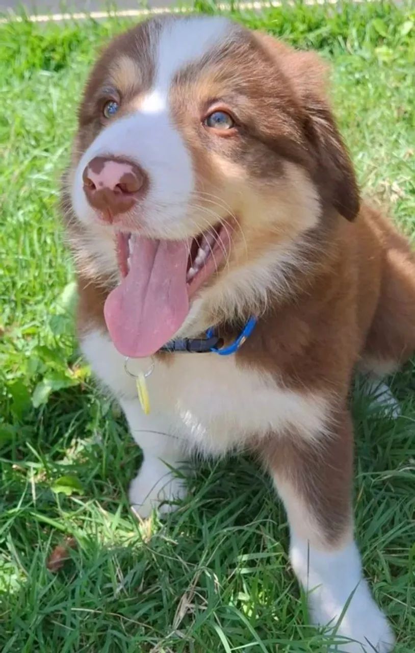 Border collie com pedigree CBKC   - Foto 2