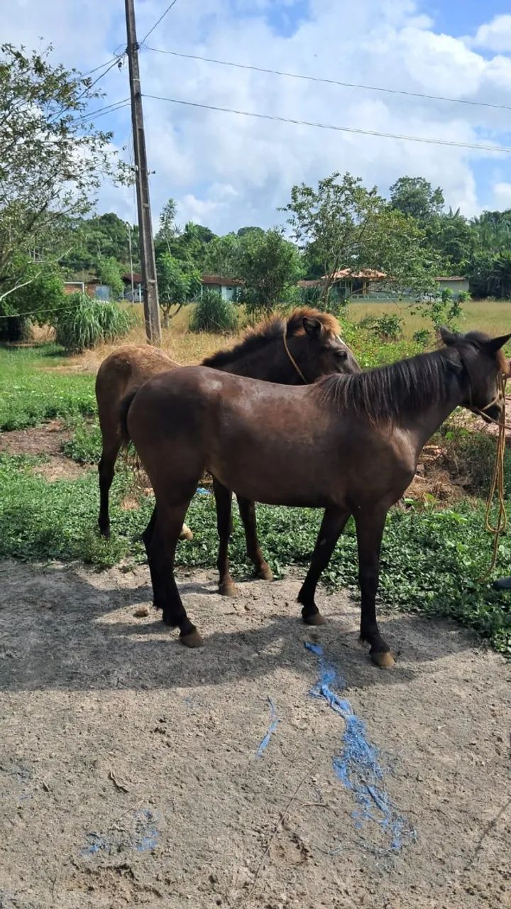 Casal de Ponei - Foto 2