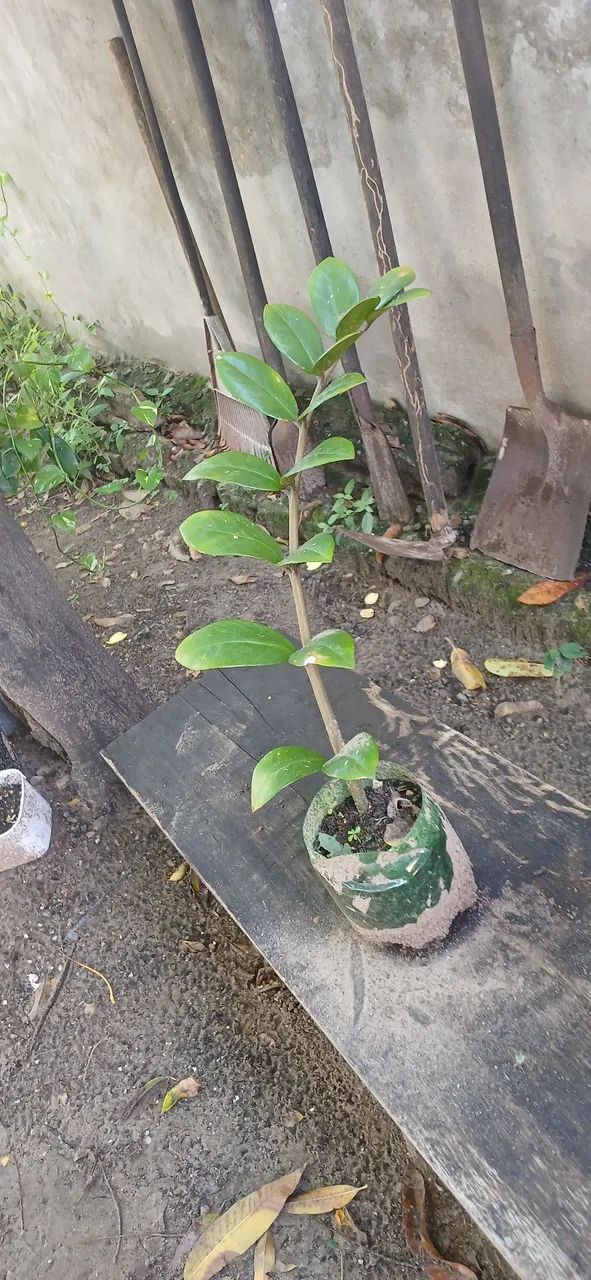 Plantas  